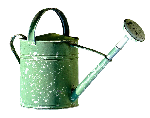 소형 식물 키울 때 초보자가 가장 많이 하는 실수 & 해결법