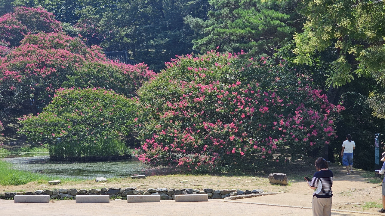 담양-명옥헌