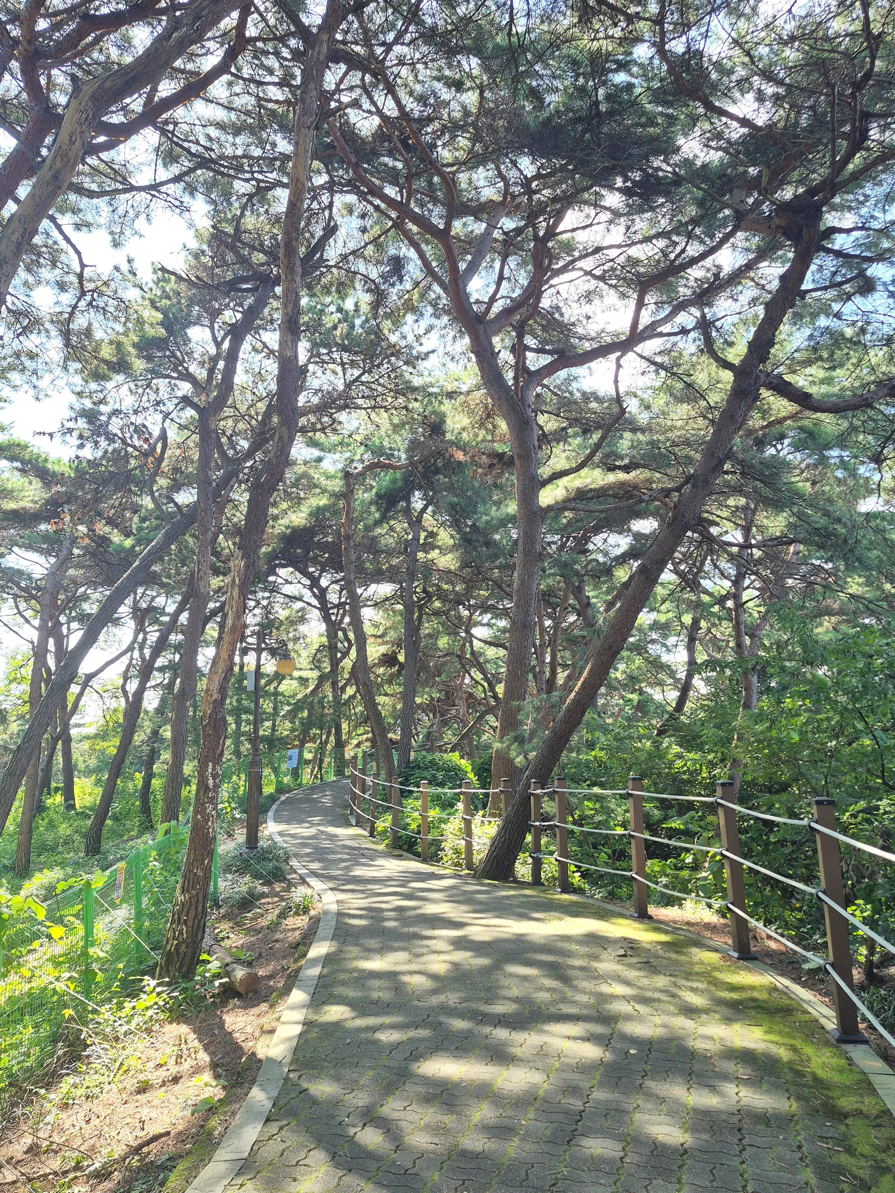 한여름에도 소나무 그늘 아래를 걸을 수 있었던 충주 탄금대 산책로
