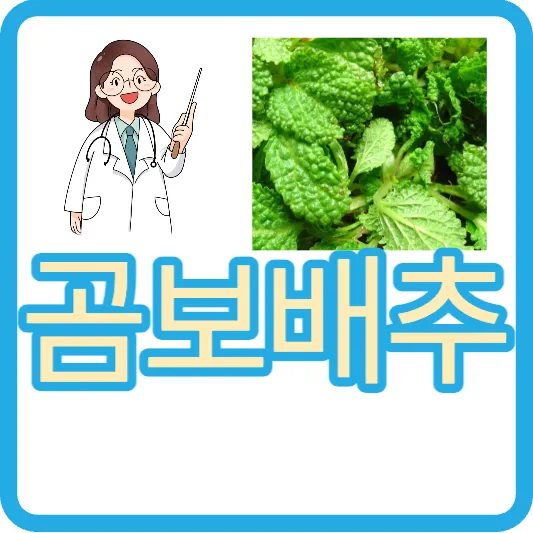 곰보배추 효능 먹는법 가격 곰보배추 차 곰보배추 파는곳 곰보배추 효소