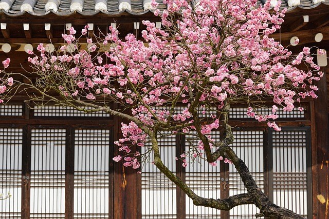 광양 매화축제 입장료