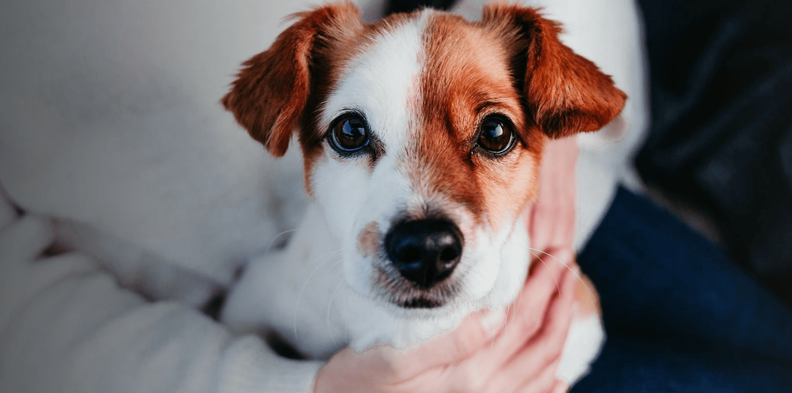 강아지 홍역 증상