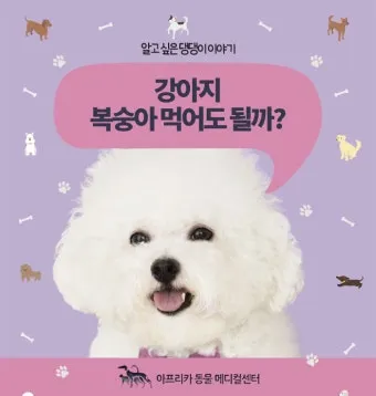 강아지 천도복숭아 먹어도 될까 안전한 급여 방법_4