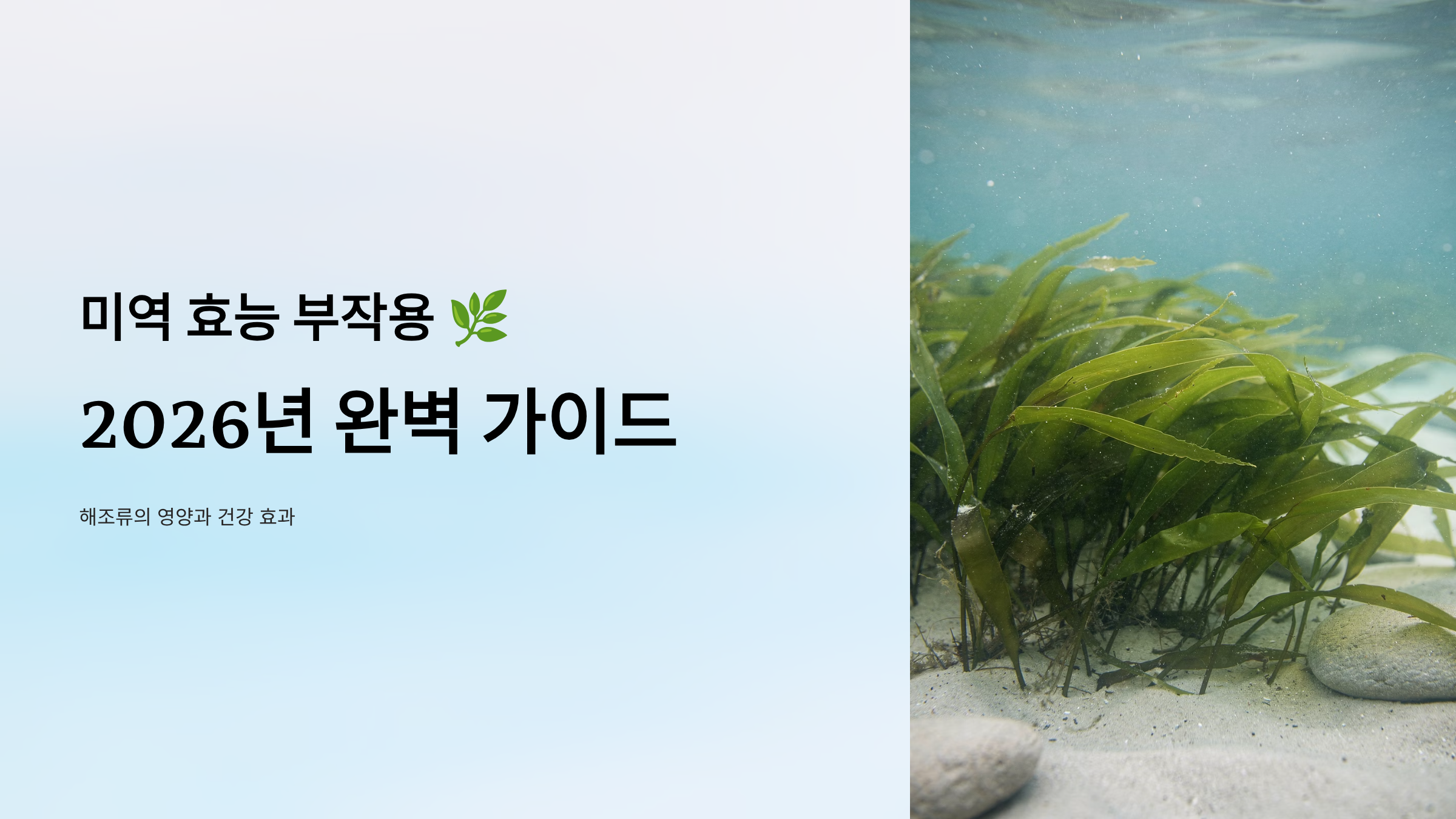 미역 효능 부작용 알아보기