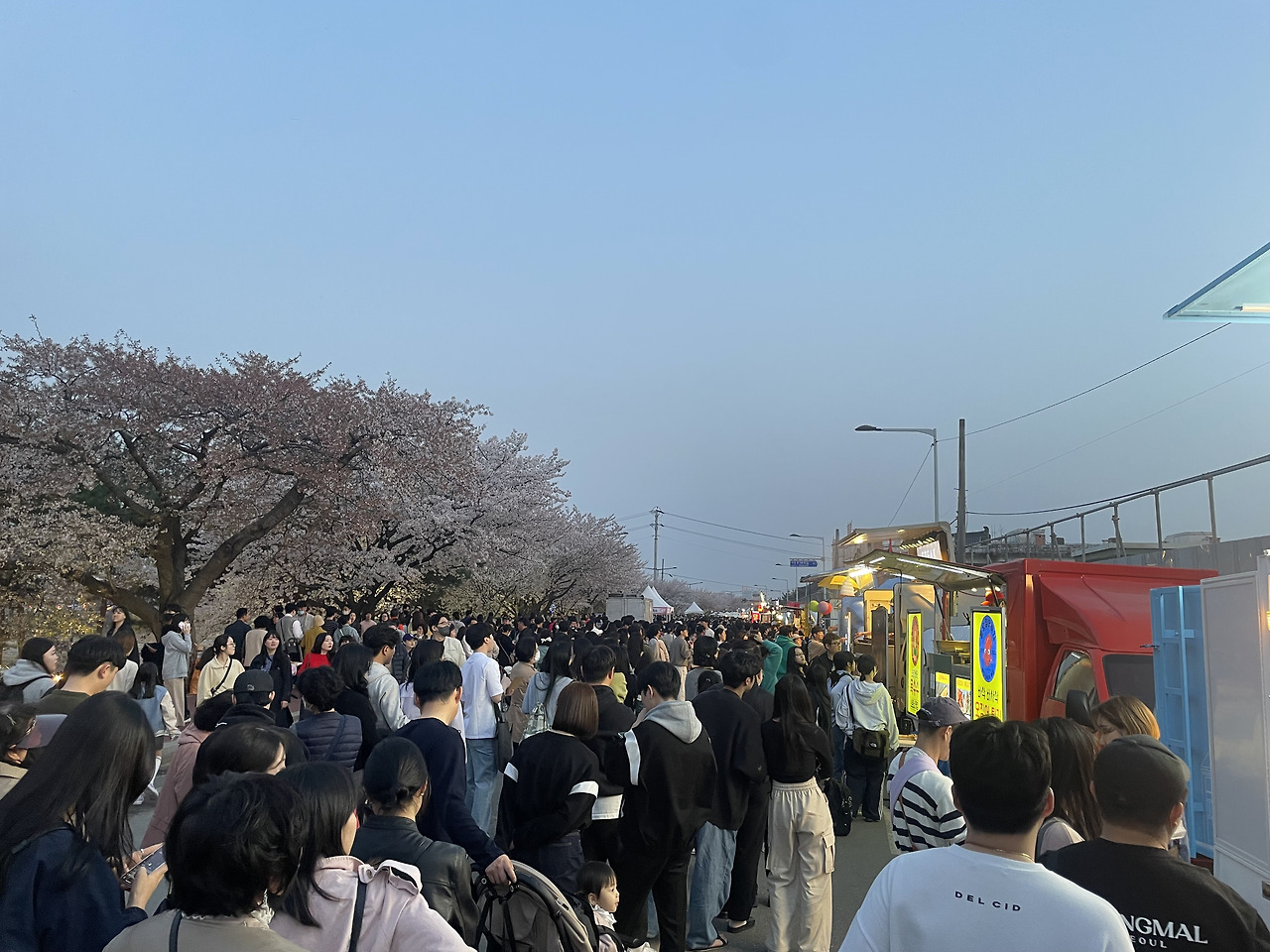 청주 무심천 벚꽃축제 주차 맛집 프로그램 총정리