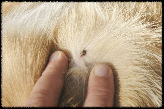 가을철 진드기 감염병 주의보: 예방 방법과 대처 요령
