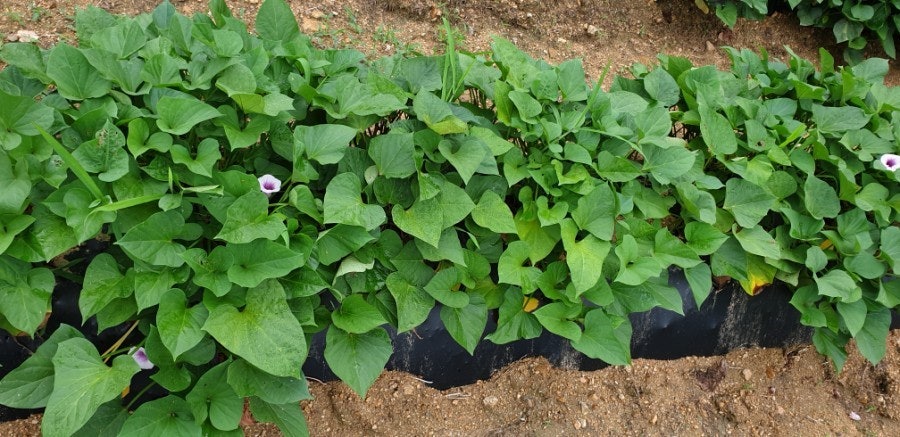 고구마 재배방법