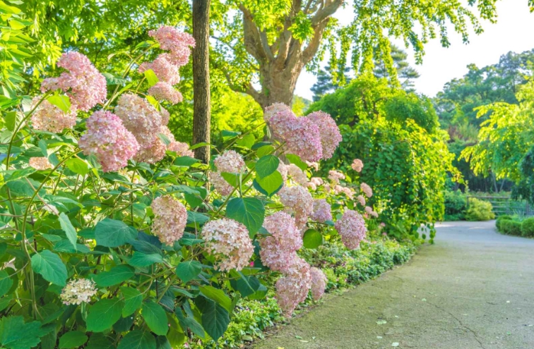 경기도 광주시 화담숲 여름 수국 축제