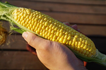 초당옥수수 삶는 방법(버터구이, 솥밥 등)