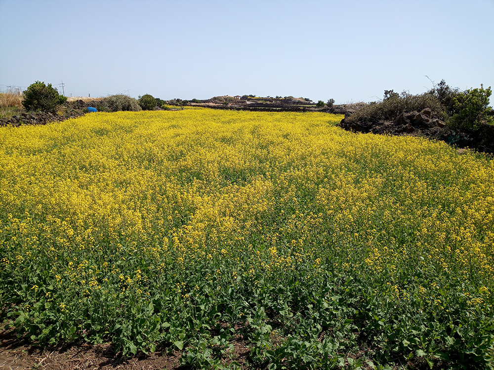 올레1-1코스&#44; 우도(牛島·Udo) 하우목동항에서 천진항까지