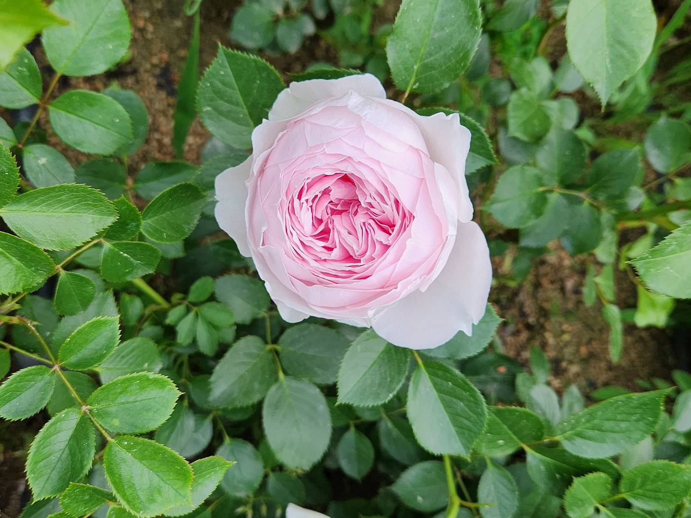 장미 헤르초긴 크리스티아나 Herzogin Christiana