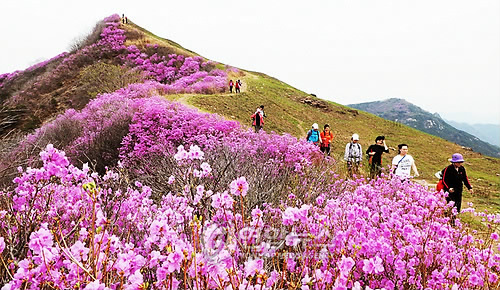 2024 개나리 개화시기 진달래 개화시기 벚꽃 개화시기 만개 절정 개화 벚꽃축제 화왕산 진달래