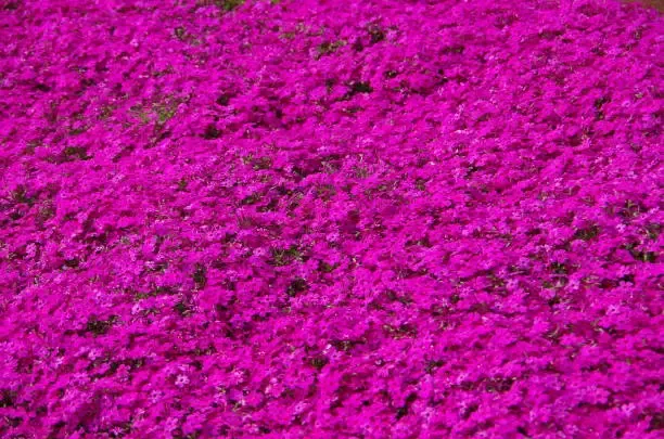 진안 꽃잔디동산