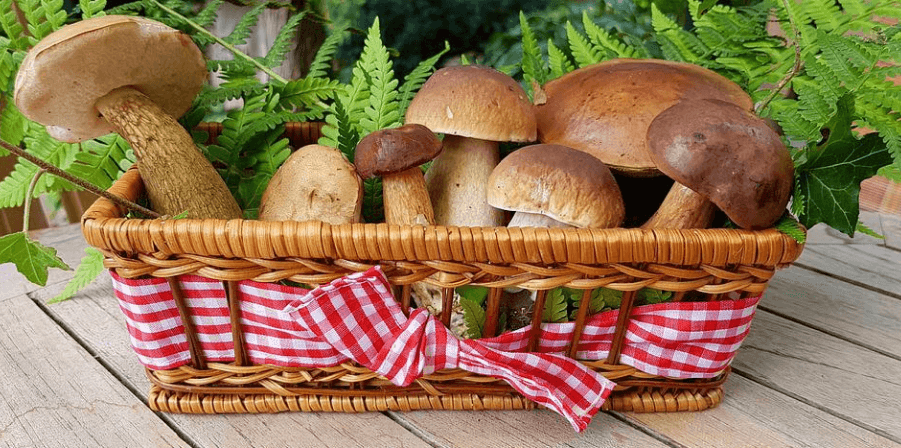 나무 바구니에 여러가지 버섯이 담겨 있다