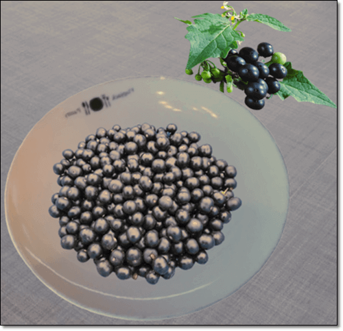 까마중 열매 효능