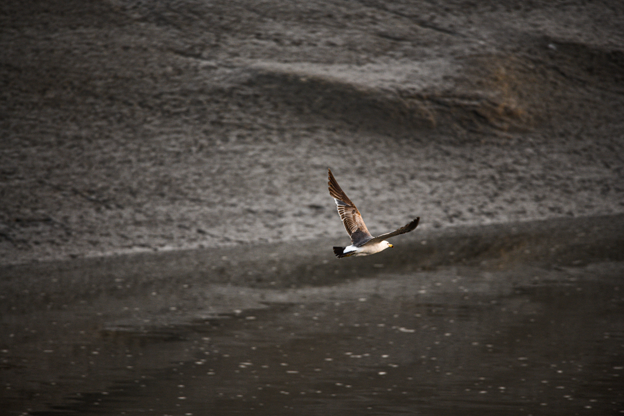 미생의 다리 주변의 새들