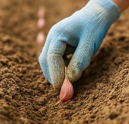 마늘 심는 방법