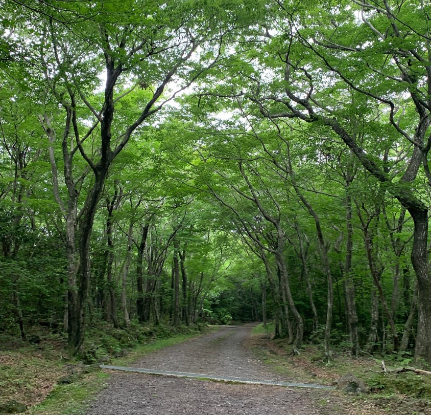한라산 둘레길 시험림길 5월~10월까지 개방