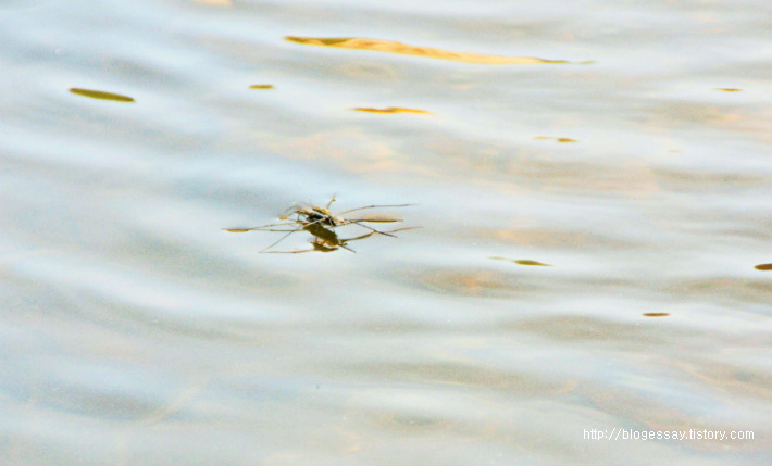 물위를 걸어 다니는 소금쟁이 Water strider
