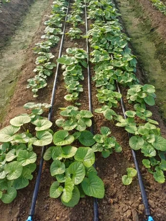 곰취 재배 상토 선택 통풍 관리 병충해 예방_5