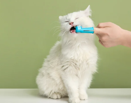 고양이 잇몸 부음 치은염 원인 증상 및 치료 후기