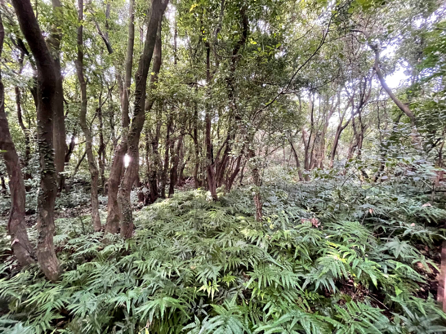제주 곶자왈 도립공원
