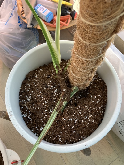 흙을 채우는 중간 식재 장면