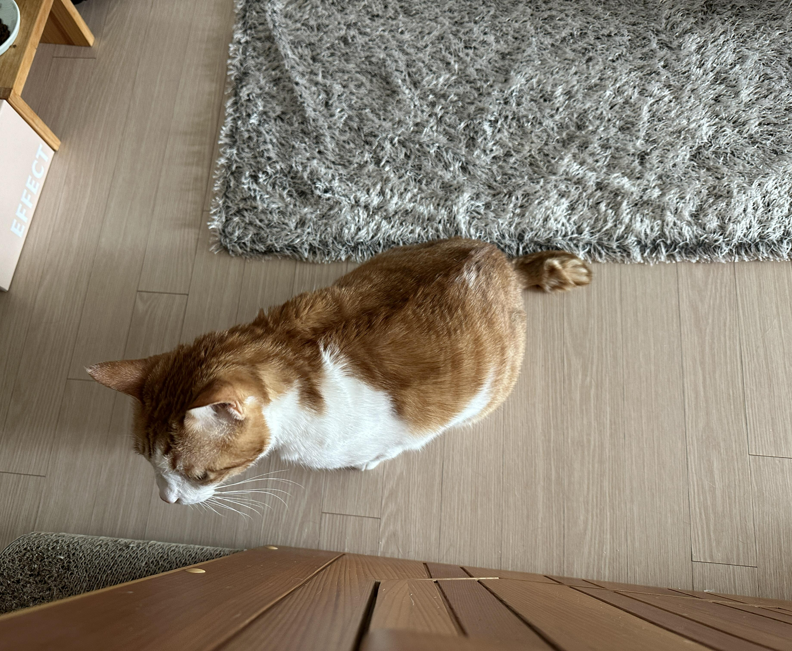 소심한 막둥이가 엄마를 지키는 방법 (feat.긴장해서 코까지 빨개진 막둥이)