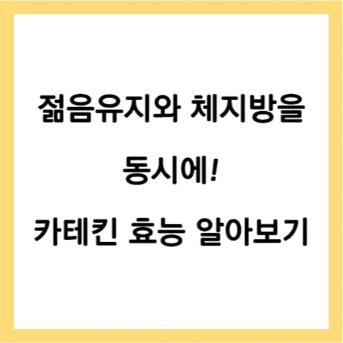 카테킨 효능