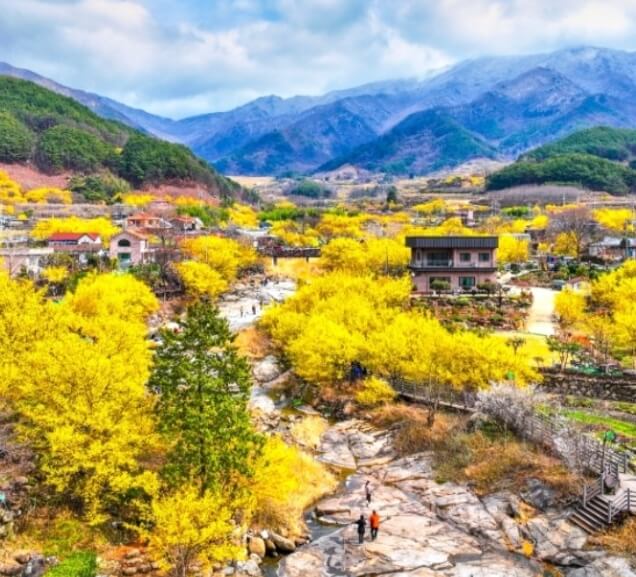 구례산수유꽃축제
