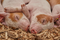 새해 꿈해몽 길몽 흉몽 오해와 진실 -12