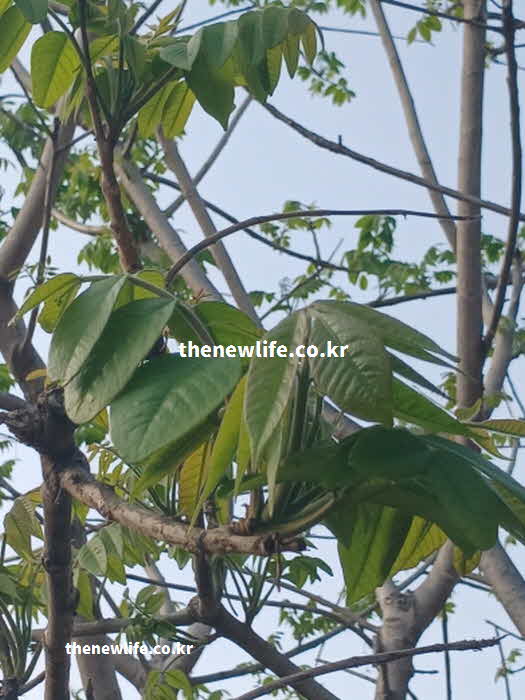 가죽나물 효능 제철 요리