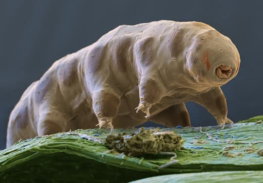 지구와 사람을 지키는 생물-곰벌레