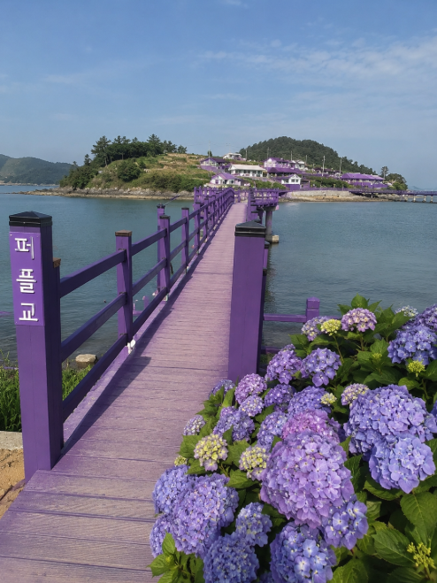 신안 퍼플섬 보라색 다리와 수국 꽃 가득한 섬 풍경