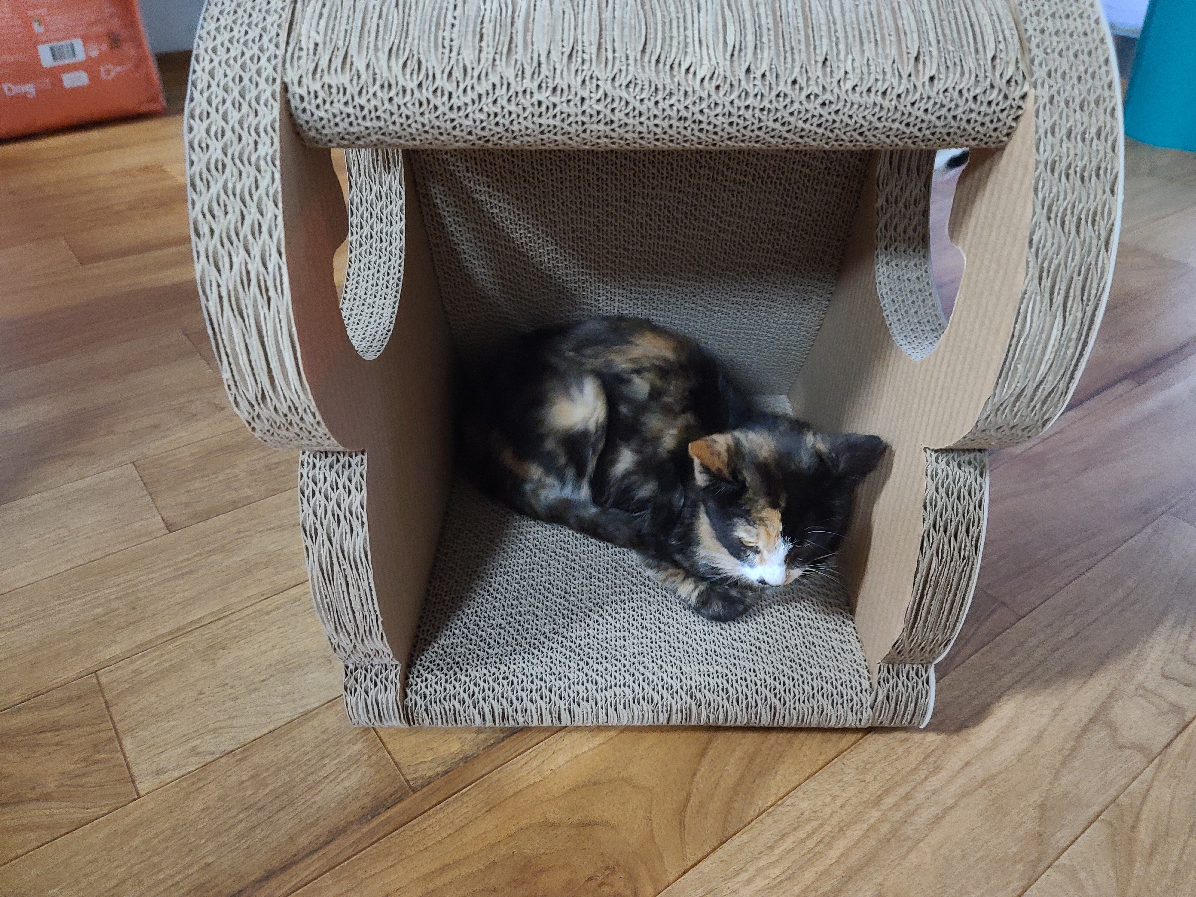 냥린이날 공룡스크래쳐 선물!!