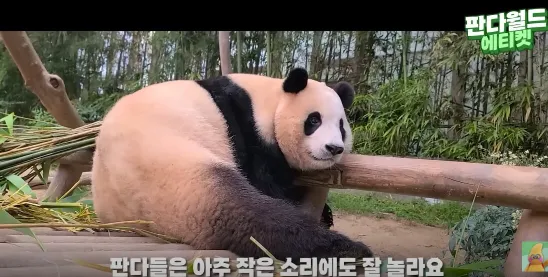 에버랜드 푸바오 예약 시간 관람 꿀팁