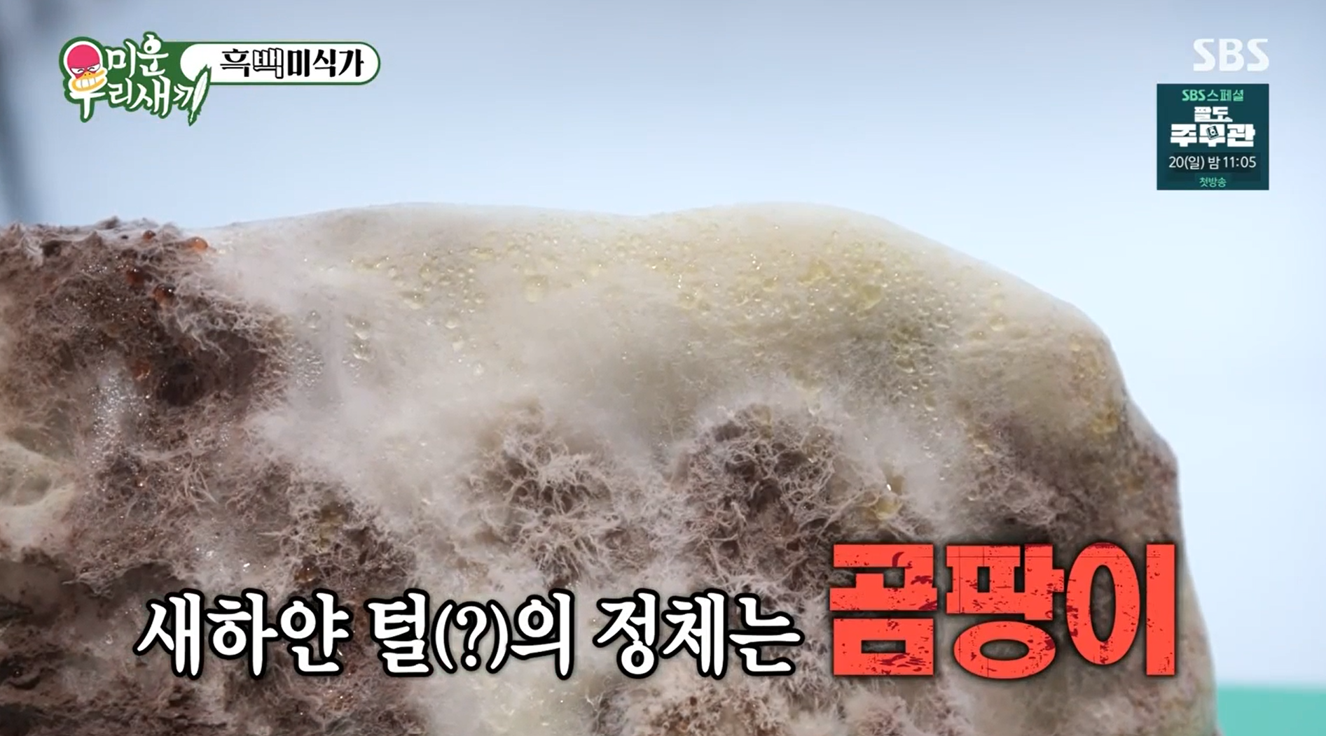 새하얀-곰팡이