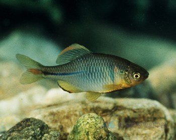 붕어의 효능과 건강 기능 식품-동의보감 어부