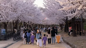 전국 벚꽃 명소 추천 개화시기 및 숨은 스팟
