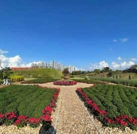 인천드림파크국화축제