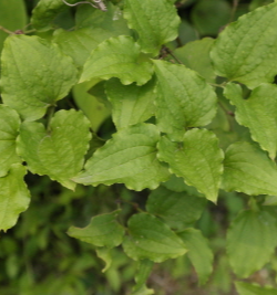 청가시덩굴 잎2