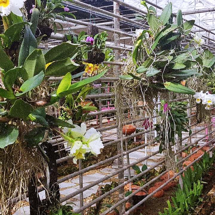 생방송오늘저녁 희귀 난초 온실 농원 경기 김포 체험농장 가든 카페 추천