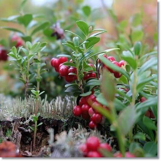 잘 익은 야생 크랜베리