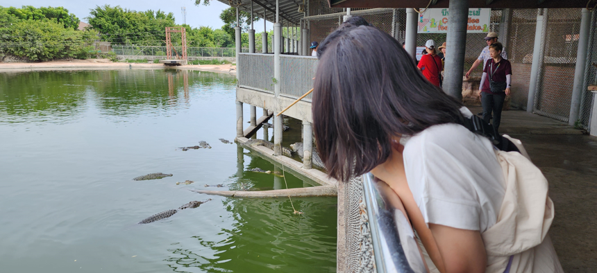 악어농장 먹이주기 사진