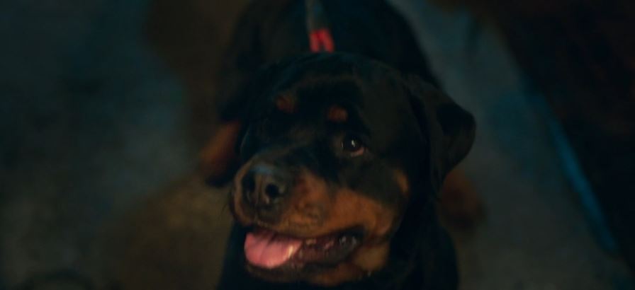 오늘도사랑스럽개_8회