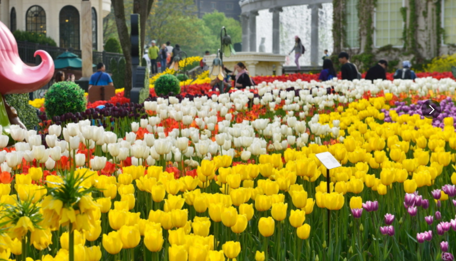 용인에버랜드-튤립가든