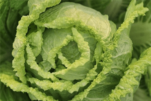 양배추효능03