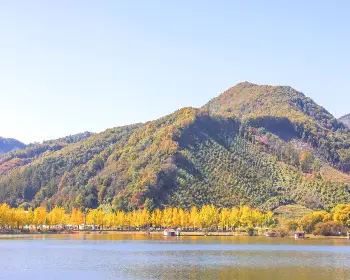 문광저수지 은행나무길_9