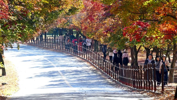 2024 내장산 단풍축제