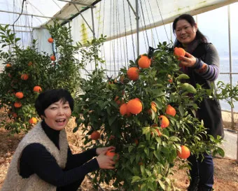 레드향 재배 착과 조절 잎 관리 하우스 온도_10